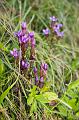 Field Gentian - Gentianella campestris, walk from Septmoncel IMGP3350